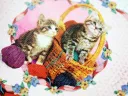 Madison Kittens Thumbnail 6