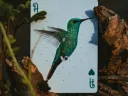 Marvelous Hummingbird Feathers Playing Cards Blue Thumbnail 11