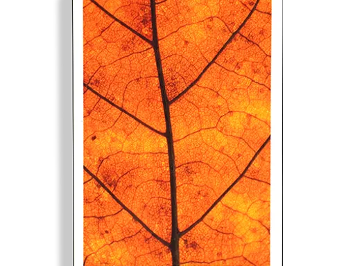 #MYNOC 7: (Leaf) Thumbnail 1