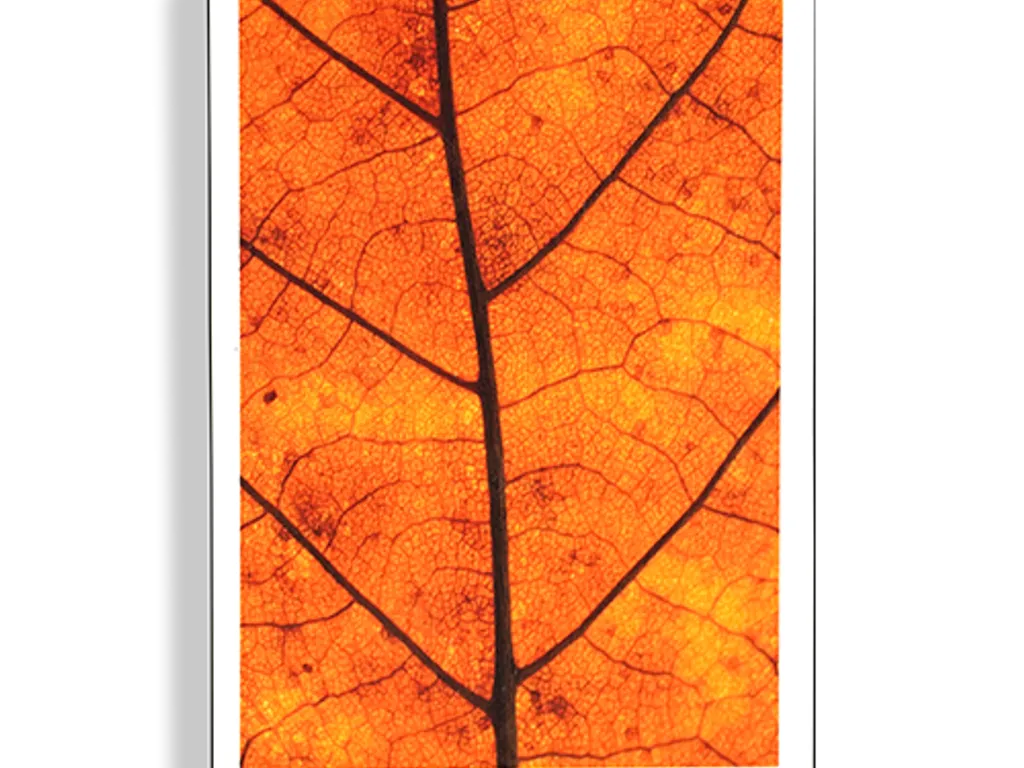 #MYNOC 7: (Leaf) 1